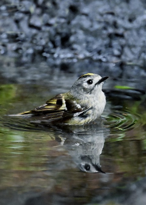 キクイタダキ♂0198