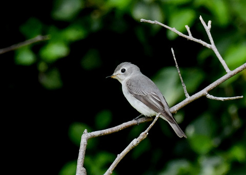 コサメビタキ7374