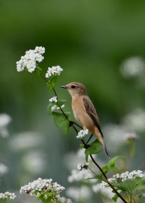 ノビタキ♀3933