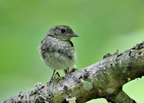 キビタキ幼鳥8619