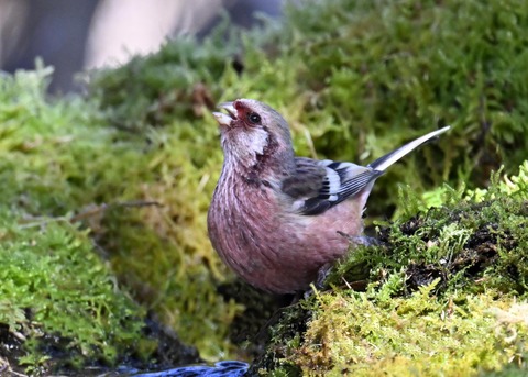 ベニマシコ♂6894