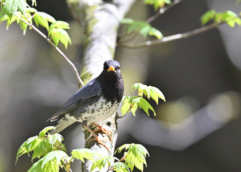 クロツグミ♂5865