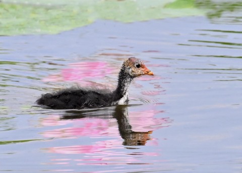 オオバンのヒナ1435