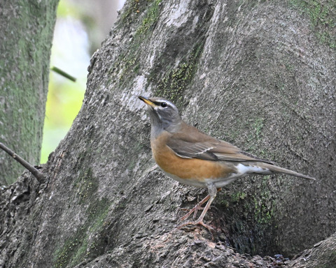 マミチャジナイ2349