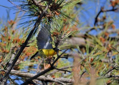 マミジロキビタキ2134