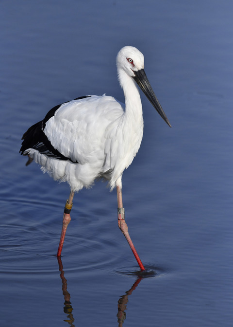 コウノトリ(J0127)6606