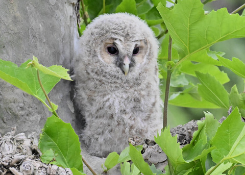 フクロウの雛6261