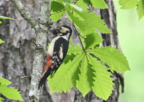 アカゲラ♀5372