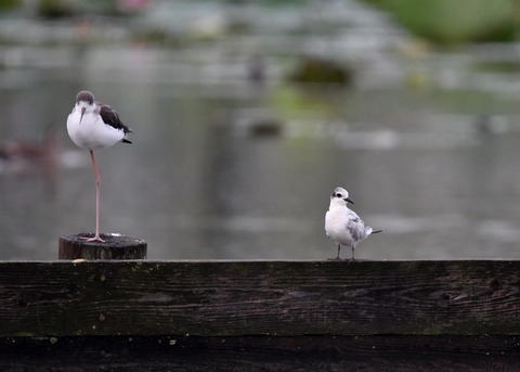 クロハラアジサシ幼鳥2680