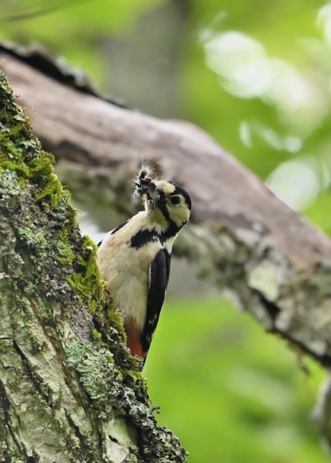 アカゲラ♀5465