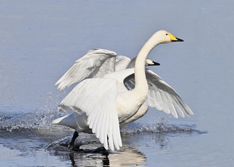 オオハクチョウ3195