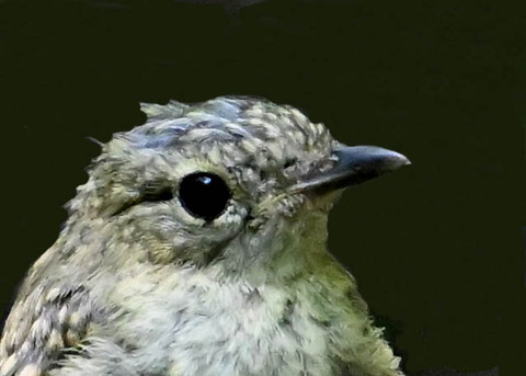 オオルリ♂幼鳥2011