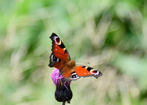 クジャクチョウ2452