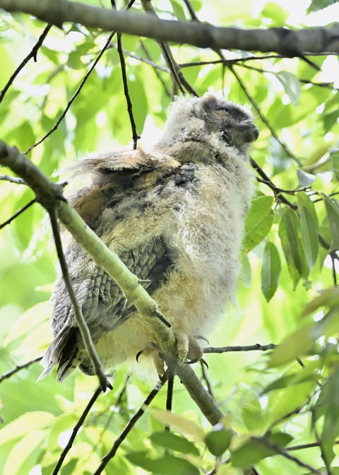トラフズクのヒナ2048