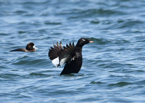 ビロードキンクロ♂0769