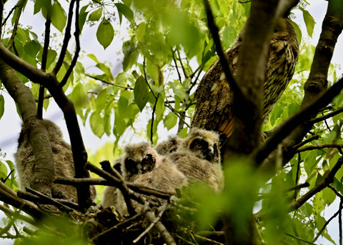 トラフズクのヒナ1136