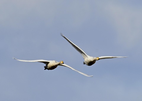 オオハクチョウ2153