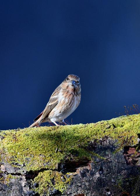 オオマシコ若鳥9464