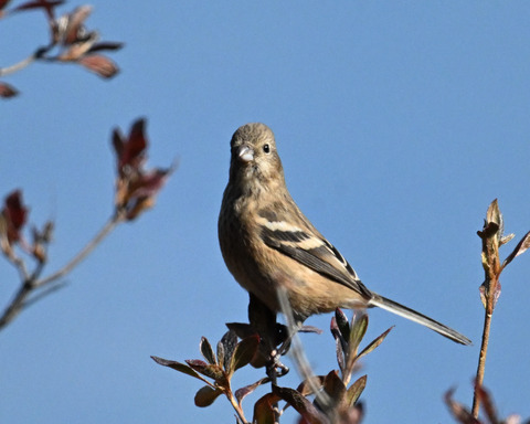 ベニマシコ♀4625
