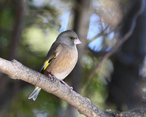 オオカワラヒワ7492