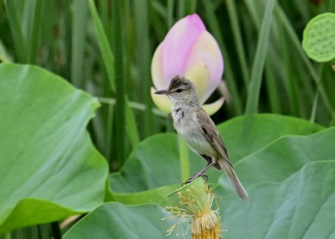オオヨシキリ9024