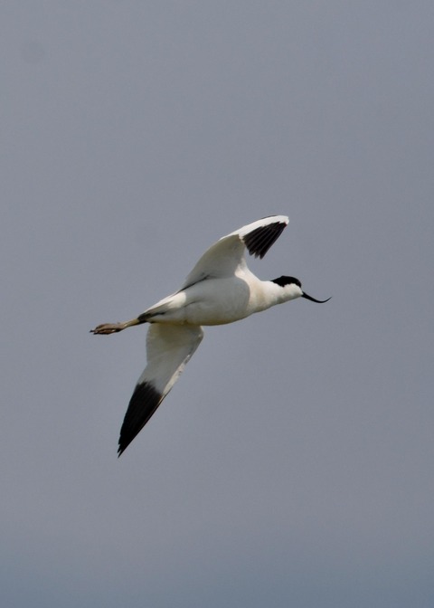 飛ぶ・ソリハシセイタカシギ8566