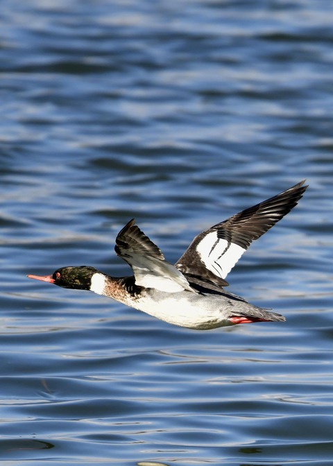 ウミアイサ♂6254