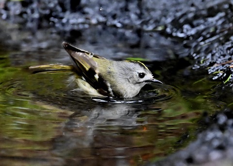 キクイタダキ♀0152