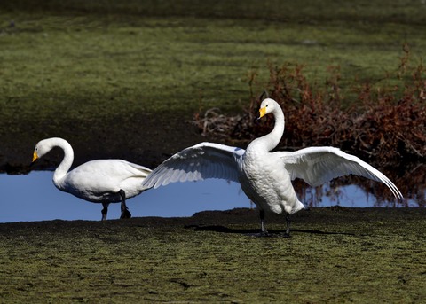 オオハクチョウ7963-01
