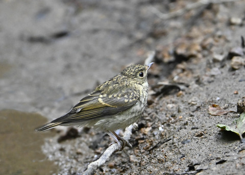 キビタキ幼鳥2838