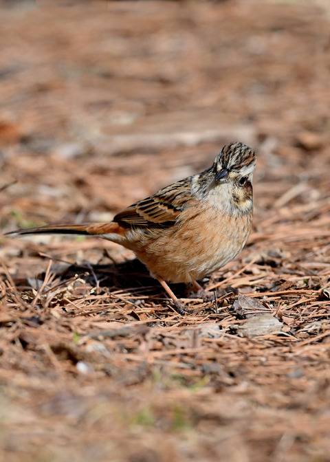 ホオジロ♀2758