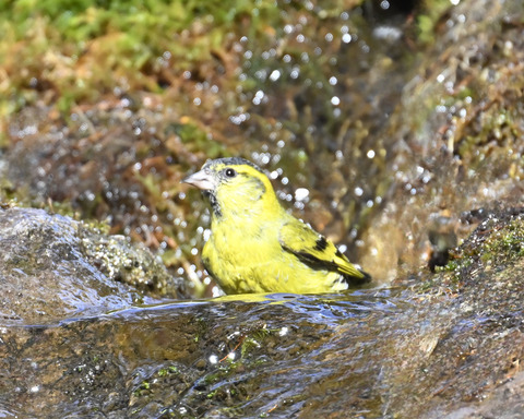 マヒワの水浴び0053