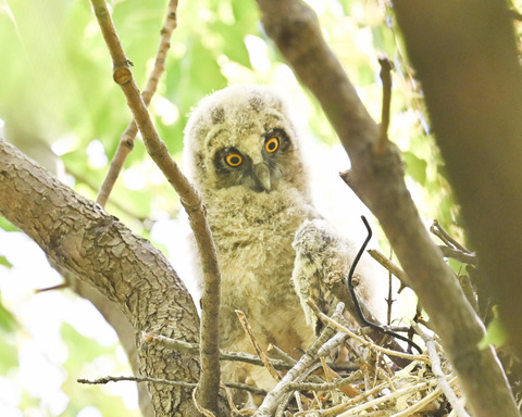 トラフズクのひな②2675