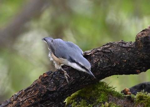 ゴジュウカラ4103