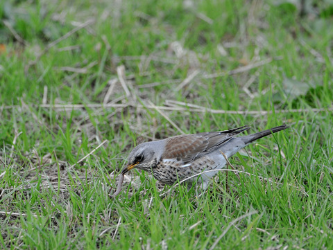 ノハラツグミ2024