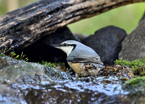 ゴジュウカラ2219
