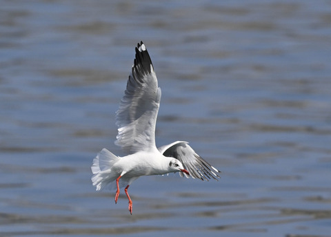 チャガシラカモメ3407