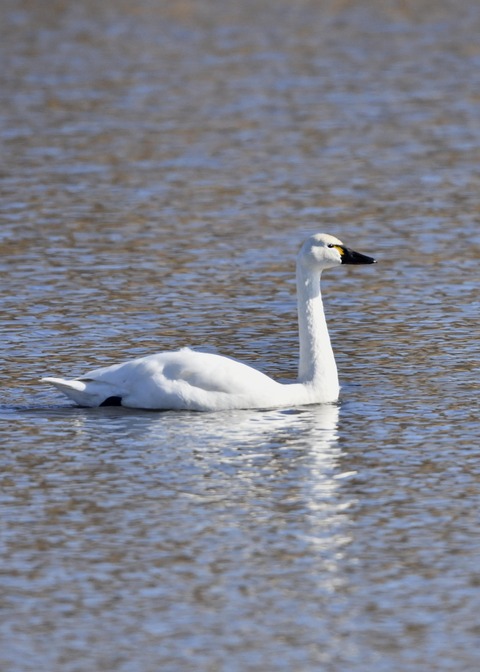 アメリカコハクチョウ①0290