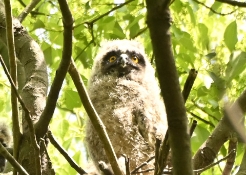 トラフズクのヒナ1964
