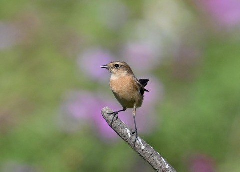 ノビタキ♀1698