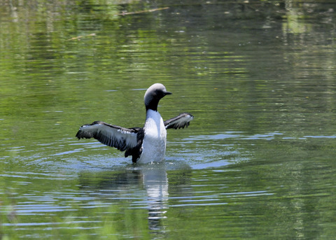 羽ばたく・シロエリオオハム9377
