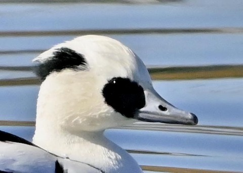 ミコアイサ0000(0151)