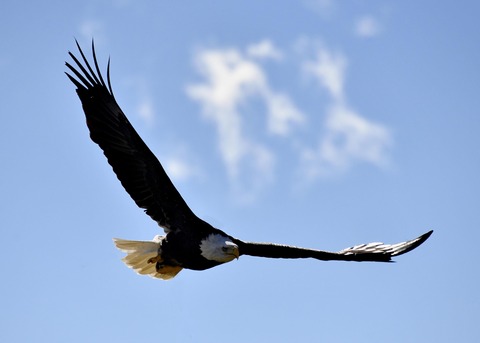 ハクトウワシ3433