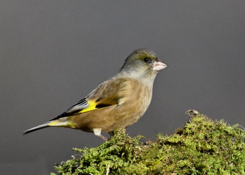 オオカワラヒワ7354