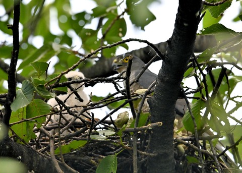 ツミ♀とヒナ9850