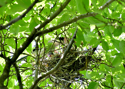 オナガの営巣5555