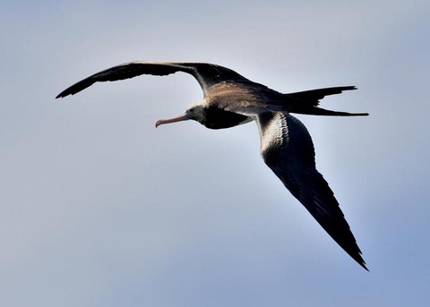 オオグンカンドリ2427