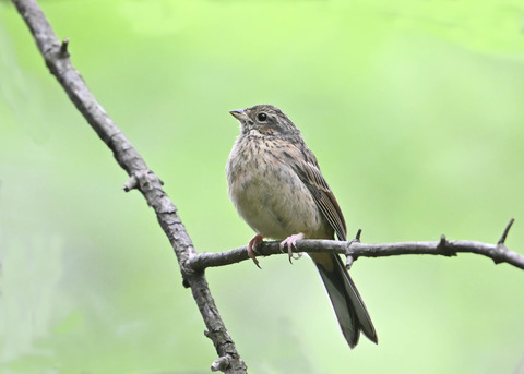 ホオジロ幼鳥3425