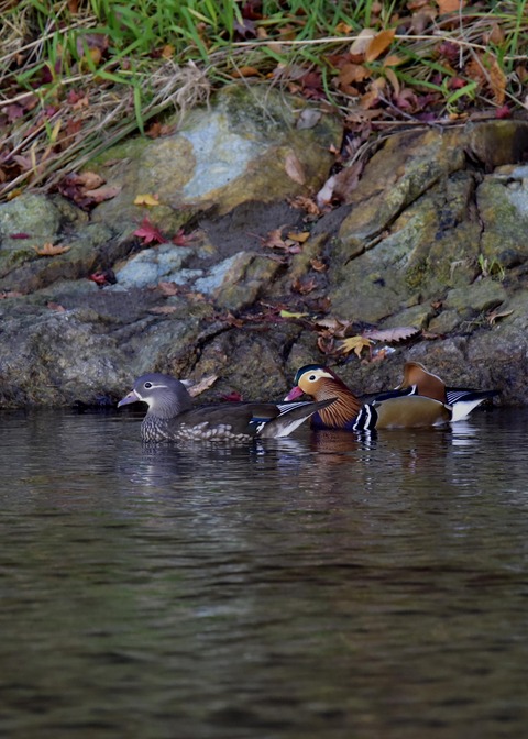 オシドリのペアー8561