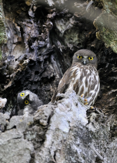 アオバズクのヒナ8673